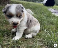 Texas Heeler male #3, a male Australian Cattle Dog and Australian Shepherd for sale in Congerville, IL – 1 of 3