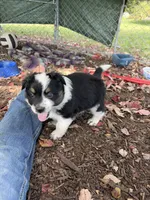 Texas Heeler male #1, a male Australian Cattle Dog and Australian Shepherd for sale in Congerville, IL – 2 of 3