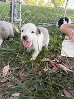 Texas Heeler Female #2, a female Australian Cattle Dog and Australian Shepherd for sale in Congerville, IL – 3 of 3