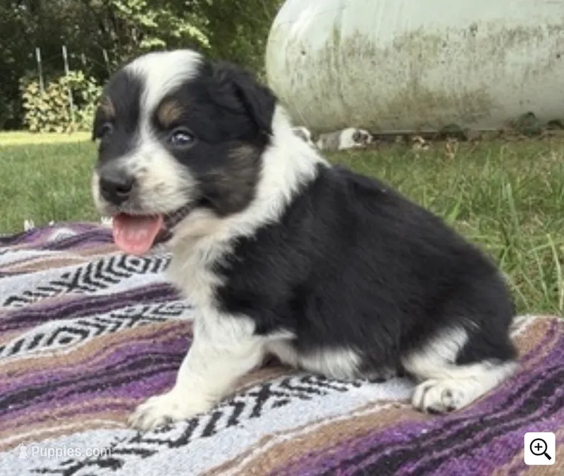 Texas Heeler male #1 – Australian Cattle Dog, Australian Shepherd puppy for sale in Congerville, IL
