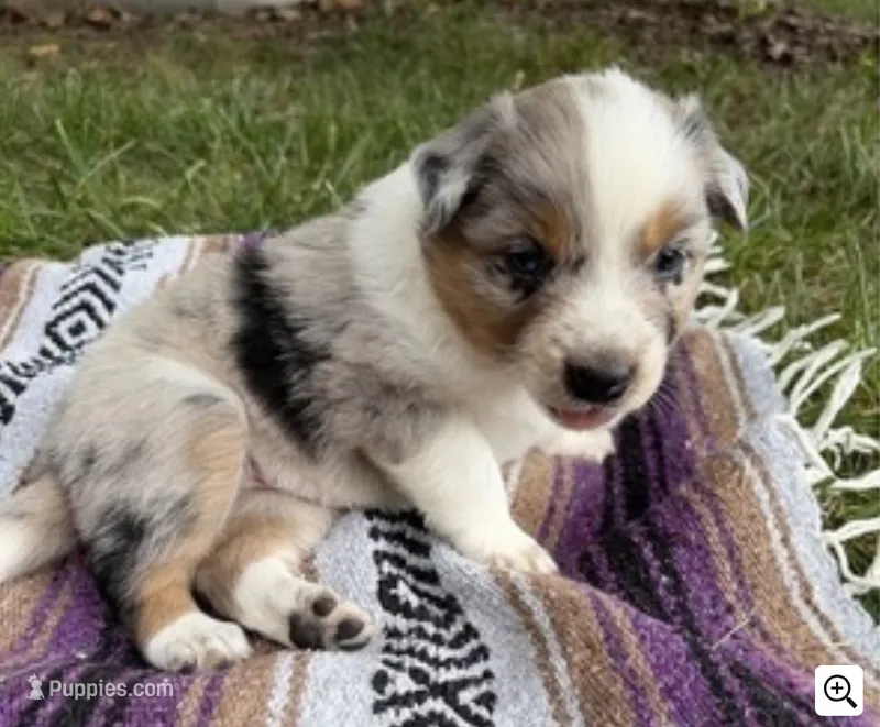 Texas Heeler male #4 – Australian Cattle Dog, Australian Shepherd puppy for sale in Congerville, IL