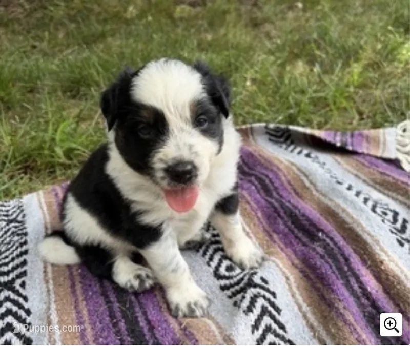 Texas Heeler male #2 – Australian Cattle Dog, Australian Shepherd puppy for sale in Congerville, IL