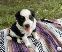 Texas Heeler male #2, a male Australian Cattle Dog and Australian Shepherd for sale in Congerville, IL – 1 of 3