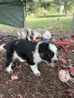 Texas Heeler male #2, a male Australian Cattle Dog and Australian Shepherd for sale in Congerville, IL – 2 of 3