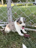 Texas Heeler male #3, a male Australian Cattle Dog and Australian Shepherd for sale in Congerville, IL – 2 of 3