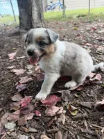 Texas Heeler male #4, a male Australian Cattle Dog and Australian Shepherd for sale in Congerville, IL – 2 of 3