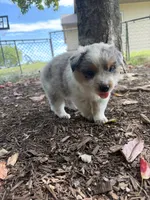Texas Heeler male #3, a male Australian Cattle Dog and Australian Shepherd for sale in Congerville, IL – 3 of 3