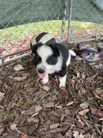 Texas Heeler male #2, a male Australian Cattle Dog and Australian Shepherd for sale in Congerville, IL – 3 of 3