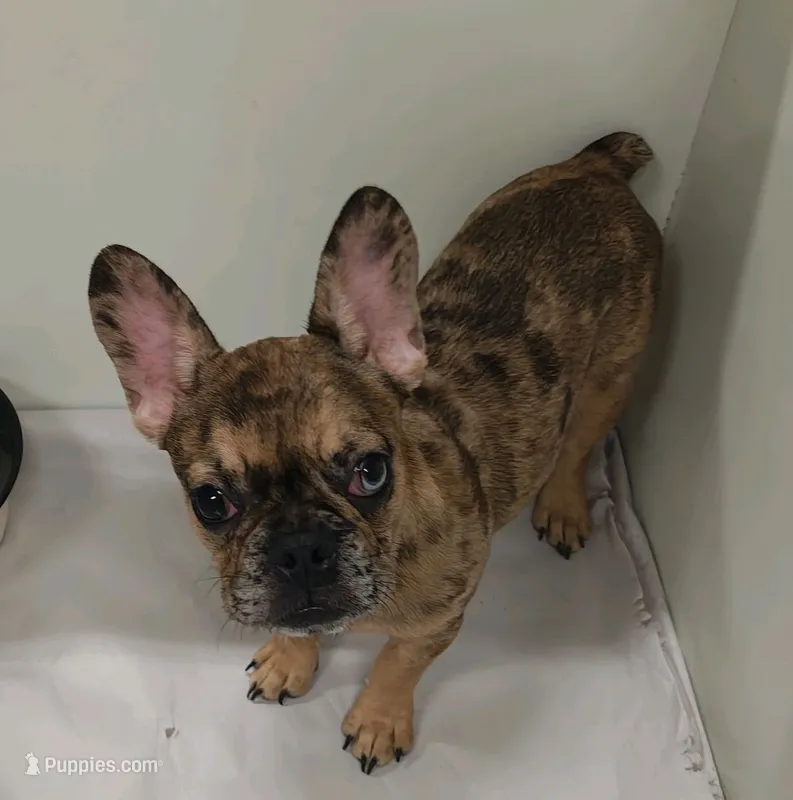 Coco – French Bulldog puppy for sale in Janesville, WI