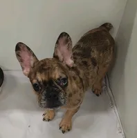 Coco, a female French Bulldog for sale in Janesville, WI – 1 of 3