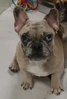Lilly, a female French Bulldog for sale in Janesville, WI – 2 of 2