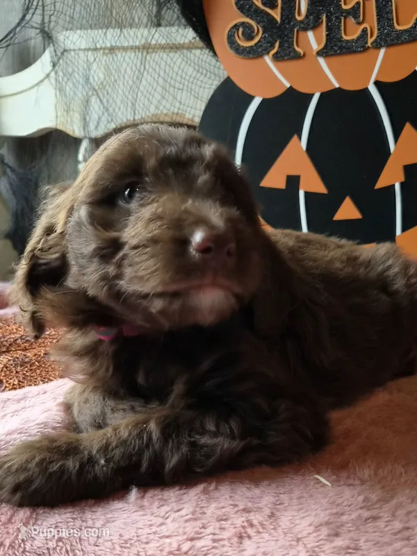 Pink – Aussiedoodle puppy for sale in Janesville, WI