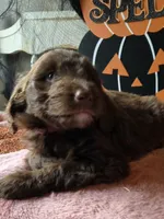 Pink, a female Aussiedoodle for sale in Janesville, WI – 1 of 3
