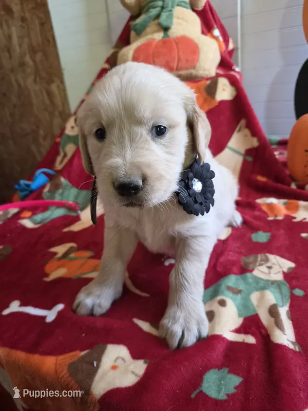 Blk golden retriever – Golden Retriever puppy for sale in Janesville, WI