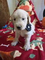 Blk golden retriever, a male Golden Retriever for sale in Janesville, WI – 1 of 2