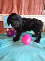 Dakota, a male Aussiedoodle for sale in Janesville, WI – Photo 2 of 2