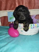 Dakota, a male Aussiedoodle for sale in Janesville, WI – Photo 1 of 2