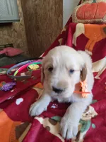 Org golden  retriever, a female Golden Retriever for sale in Janesville, WI – 2 of 2