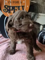 Pink, a female Aussiedoodle for sale in Janesville, WI – 3 of 3