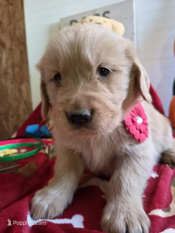Red golden retriever – Golden Retriever puppy for sale in Janesville, WI