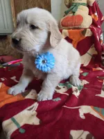 Blue golden  retriever, a male Golden Retriever for sale in Janesville, WI – 2 of 2