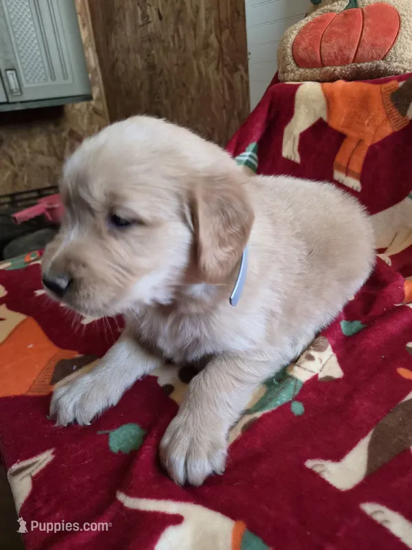 Grey golden retriever – Golden Retriever puppy for sale in Janesville, WI