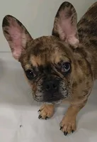 Coco, a female French Bulldog for sale in Janesville, WI – 3 of 3