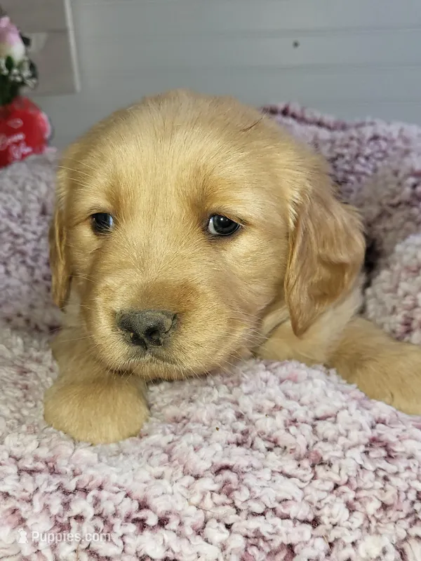 Green – Golden Retriever puppy for sale in Janesville, WI