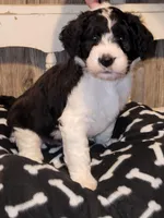 Daulman, a male Aussiedoodle for sale in Janesville, WI – Photo 1 of 2