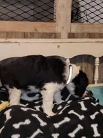 Daulman, a male Aussiedoodle for sale in Janesville, WI – Photo 2 of 2