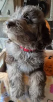 Pink dot, a female Aussiedoodle for sale in Janesville, WI – 2 of 3