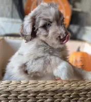 Blue, a male Aussiedoodle for sale in Janesville, WI – 3 of 3