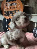 Lt green, a female Aussiedoodle for sale in Janesville, WI – 1 of 2