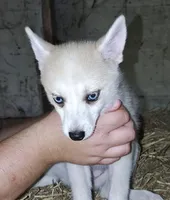 Female, a female Pomsky for sale in Janesville, WI – 2 of 2