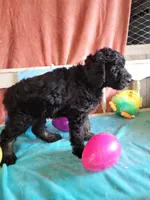 Chuckie, a male Aussiedoodle for sale in Janesville, WI – Photo 2 of 2