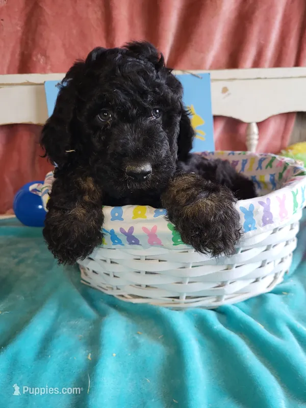 Chuckie – Aussiedoodle puppy for sale in Janesville, WI