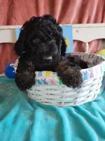 Chuckie, a male Aussiedoodle for sale in Janesville, WI – Photo 1 of 2