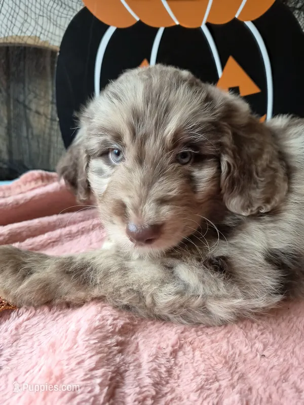Drk green – Aussiedoodle puppy for sale in Janesville, WI