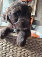 Red, a male Aussiedoodle for sale in Janesville, WI – 3 of 3