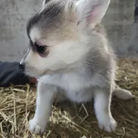 Female 6, a female Pomsky for sale in Janesville, WI – Photo 2 of 2