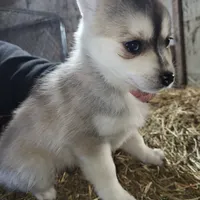 Female 6, a female Pomsky for sale in Janesville, WI – Photo 1 of 2