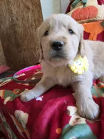 Yellow golden retriever, a female Golden Retriever for sale in Janesville, WI – 3 of 3