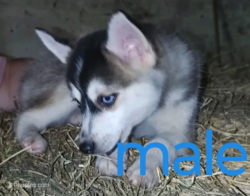 Male – Pomsky puppy for sale in Janesville, WI