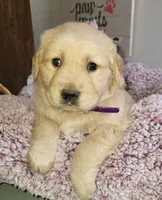 Purple, a female Golden Retriever for sale in Janesville, WI – Photo 2 of 2