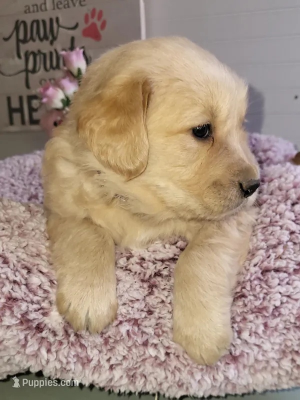 Purple – Golden Retriever puppy for sale in Janesville, WI