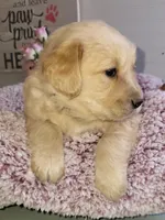 Purple, a female Golden Retriever for sale in Janesville, WI – Photo 1 of 2