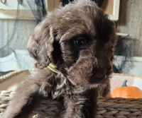 Yellow, a female Aussiedoodle for sale in Janesville, WI – 2 of 2