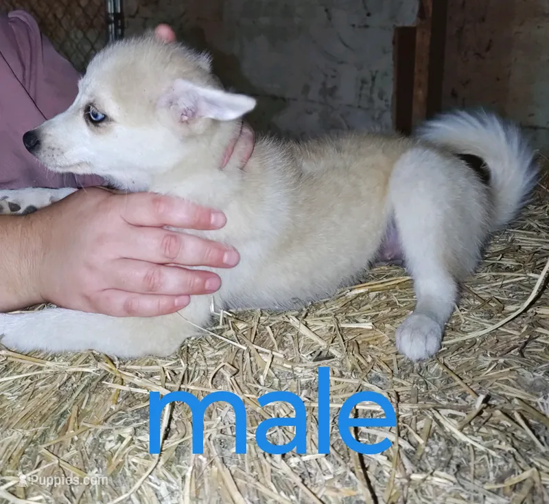 Cream male – Pomsky puppy for sale in Janesville, WI