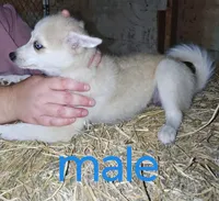 Cream male, a male Pomsky for sale in Janesville, WI – 1 of 2