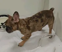 Coco, a female French Bulldog for sale in Janesville, WI – 2 of 3